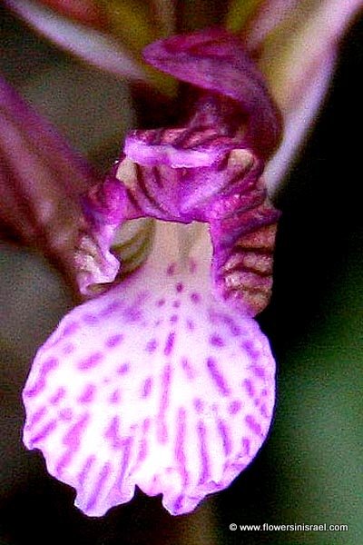 Orchis papilionacea